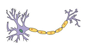 Neurons